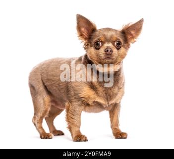 Brauner, kurzhaariger chihuahua, der auf weißem Hintergrund steht Stockfoto