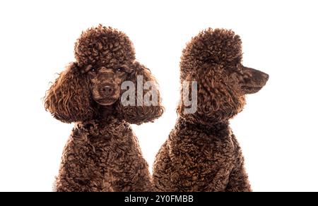 Braunes Pudelporträt; Gesicht und Profil, isoliert auf weißem Hintergrund, einer blickt nach vorne und der andere zur Seite Stockfoto