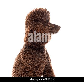 Brauner gewachsener Pudelhund sitzt im Profil mit nach rechts gedrehtem Kopf auf weißem Hintergrund Stockfoto