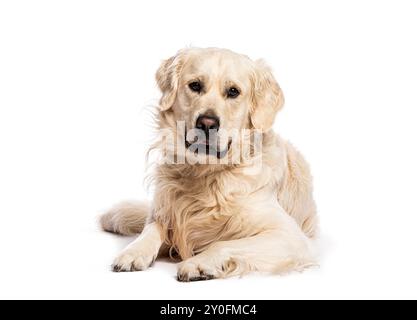 Goldener Retriever-Hund, der sich hinlegt und in die Kamera schaut Stockfoto