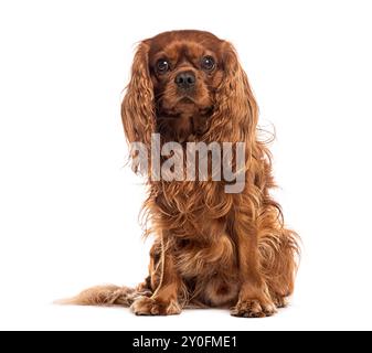 Erwachsener Kavalier-König charles Spaniel mit langem rötlich braunem Fell auf weißem Hintergrund Stockfoto