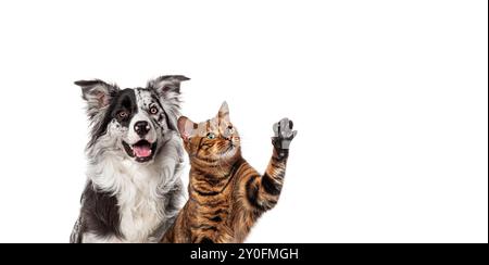 Ein verspielter Border Collie Hund und eine bengalische Katze posieren auf weißem Hintergrund, wobei die Katze ihre Pfote hebt Stockfoto