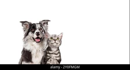 Border Collie Hund und Tabby Katze sitzen zusammen auf weißem Hintergrund Stockfoto