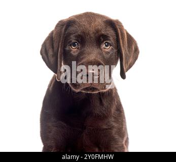 Zwei Monate alter Chocolate labrador Retriever Welpe, der aufmerksam auf weißem Hintergrund aussieht Stockfoto