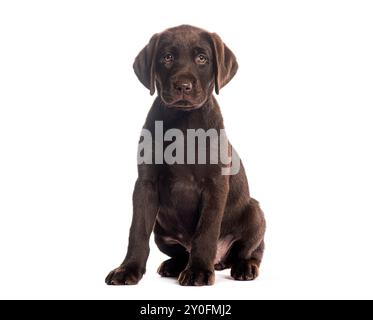 Zwei Monate alter Chocolate labrador Retriever Welpe sitzt und blickt neugierig auf weißem Hintergrund Stockfoto