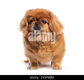 Pekingese Hund sitzt und sieht mürrisch aus auf weißem Hintergrund Stockfoto