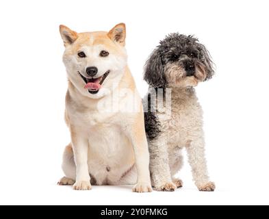 Shiba inu und ein Pudel sitzen auf weißem Hintergrund, ein Hund hecht und der andere schaut wach aus Stockfoto