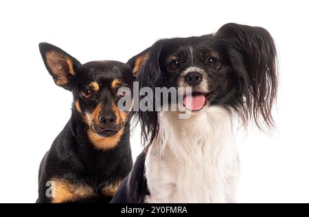 Papillon und ein Mischhund sitzen vor einem weißen Hintergrund Stockfoto