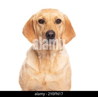 Wunderschönes gelbes Labor, das mit weißem Hintergrund anstarrt Stockfoto