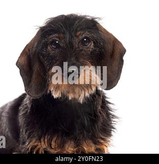Drahthaariger Dackel mit braunen Augen, die auf weißem Hintergrund posieren Stockfoto