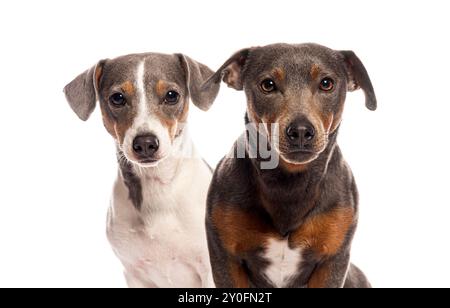 Zwei Hunde sitzen nebeneinander und schauen in die Kamera Stockfoto