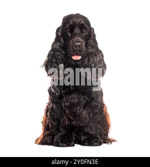 Wunderschöner schwarzer englischer Cocker Spaniel Hund, der auf dem Boden sitzt und keuchelt, isoliert auf weiß Stockfoto