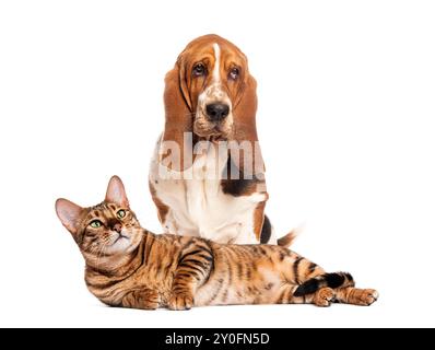 Basset-Hund sitzt mit einer bengalischen Katze, die vor ihm auf weißem Hintergrund liegt Stockfoto