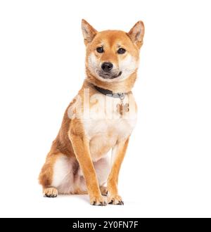 Erwachsener shiba inu sitzt und trägt einen Kragen mit einem Hundeanhänger auf weißem Hintergrund Stockfoto