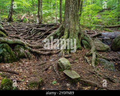 Erleben Sie die Widerstandsfähigkeit der Natur mit diesen bemerkenswerten Kiefernwurzeln, die den Wanderweg in den Adirondack Mountains im Upstate New York, a tes, ergreifen Stockfoto