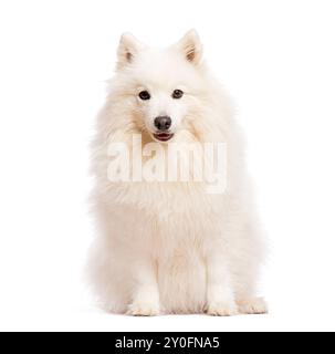 Weißer japanischer Spitzhund, der auf weißem Hintergrund sitzt Stockfoto