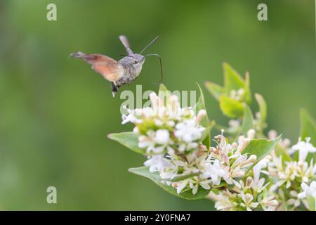 Kolibri-Habitat Macroglossum stellatarum füttert eine Blume im Garten Stockfoto