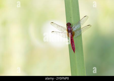 Crocothemis erythraea scharlachrote Libelle oder breites scharlachrot in Nahaufnahme Stockfoto