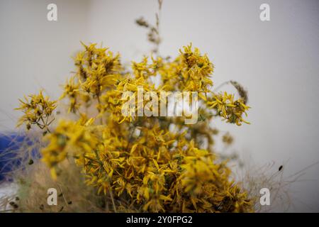 Nahaufnahme von zarten getrockneten Blüten. Stockfoto