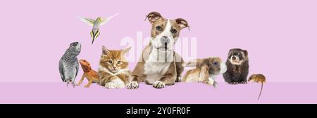 Gruppe von Haustieren, die sich auf einem leeren Webbanner zusammenlehnen, um Text zu platzieren. Katzen, Hunde, Kaninchen, Frettchen, Nagetiere, Reptil, Vogel, isoliert auf Rosa Stockfoto