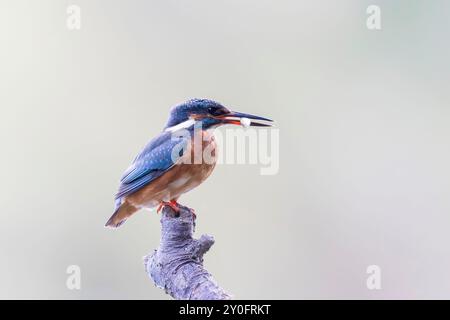 Der gemeinsame europäische Eisvogel Alcedo, der auf einem Zweig sitzt Stockfoto