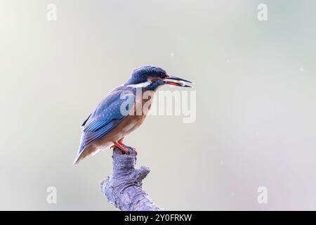 Der gemeinsame europäische Eisvogel Alcedo, der auf einem Zweig sitzt Stockfoto