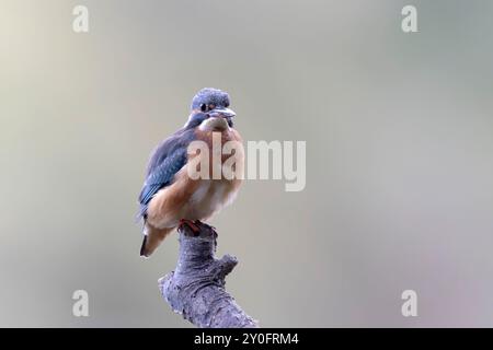 Der gemeinsame europäische Eisvogel Alcedo, der auf einem Zweig sitzt Stockfoto