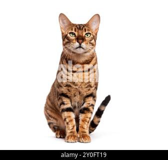 Gestreifte Kurzhaarkatze mit braunen und schwarzen Tabby-Markierungen auf weißem Hintergrund Stockfoto
