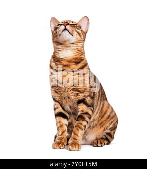 Toyger-Katze sitzt und blickt isoliert auf weißem Hintergrund auf Stockfoto