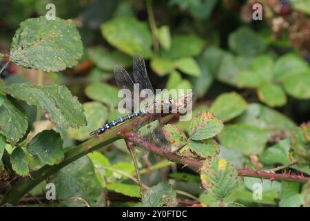 Migrant Hawker oder Herbst Hawker Dragonfly Male rusting - Aeshna mixta Stockfoto
