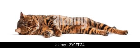 Die Toyger-Katze entspannt sich auf der Seite auf weißem Hintergrund Stockfoto