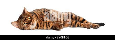 Die süße Spielzeugkatze liegt auf der Seite auf weißem Hintergrund Stockfoto