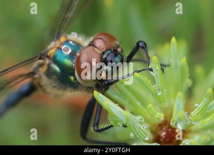 Northern Smaragd oder Moorland Smaragd Dragonfly männliche Makroaufnahme - Somatochlora arctica Stockfoto