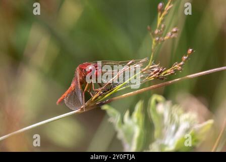 Scharlach Darter oder breiter Scharlach Libelle männlich - Crocothemis erythraea Stockfoto