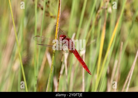 Scharlach Darter oder breiter Scharlach Libelle männlich - Crocothemis erythraea Stockfoto