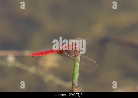 Scharlach Darter oder breiter Scharlach Libelle männlich - Crocothemis erythraea Stockfoto