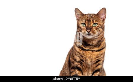 Die Toyger-Katze sitzt und schaut mit ihren grünen Augen auf weißem Hintergrund Stockfoto