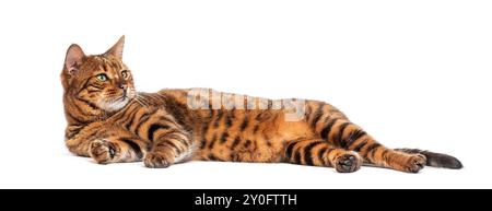 Die Toyger-Katze liegt auf der Seite auf weißem Hintergrund und sieht nach links vom Rahmen Stockfoto