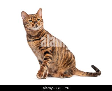 Spielzeugkatze mit schönen Markierungen sitzend und mit Interesse auf weißem Hintergrund aufblickend Stockfoto