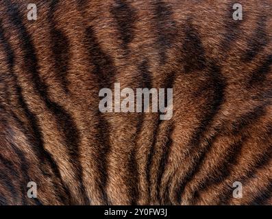 Nahaufnahme von echtem Toyger-Katzenfell, das die Struktur und das Muster der schwarzen Streifen zeigt Stockfoto
