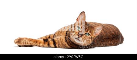 Schöne braune gepunktete Tabby-Toyger-Katze, die auf weißem Hintergrund liegt Stockfoto