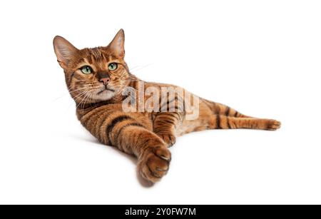 Entspannte Toyger-Katze, die sich hinlegt und eine Pfote ausstreckt, isoliert auf weiß Stockfoto