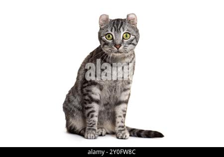 Fokussierte graue Tabby amerikanische Curl Katze sitzt elegant, isoliert auf weißem Hintergrund Stockfoto