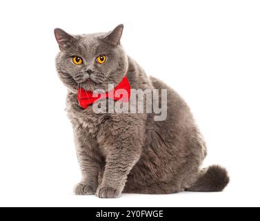 Große britische Kurzhaarkatze mit roter Fliege auf weißem Hintergrund Stockfoto