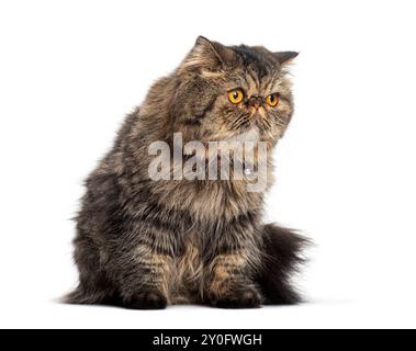 Exotische Kurzhaarkatze, die mit ihren großen gelben Augen wegschaut, sitzend, isoliert auf weiß Stockfoto