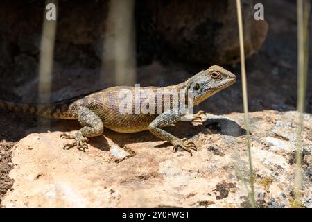 Nahaufnahme von Agama Bibronii (Nordafrikanische Felsenechse) Stockfoto