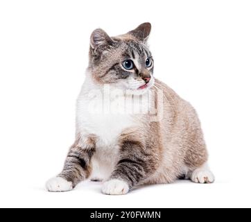 Blauäugige Kätzchen europäische Kurzhaarkatze, die wegschaut, isoliert auf weiß Stockfoto