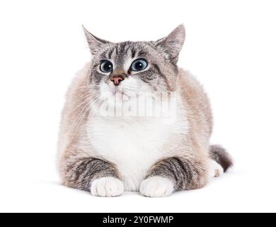 Grau-weiße Kätzchen europäische Kurzhaarkatze mit blauen Augen, die auf dem Boden liegen und neugierig aufschauen Stockfoto