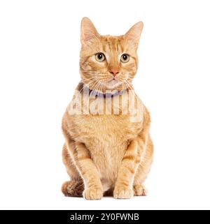 Aufmerksamer Ingwer Tabby european Cat mit lila Kragen sitzend und aufblickend, isoliert auf weiß Stockfoto