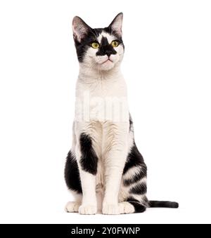 Neugierige schwarz-weiße Katze, die isoliert auf weißem Hintergrund sitzt und aufblickt Stockfoto